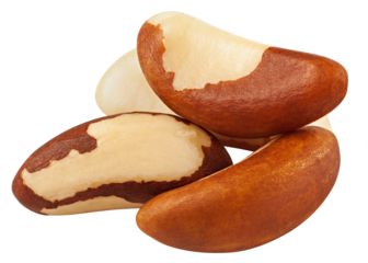 Brazil Nut isolated on white background, full depth of field