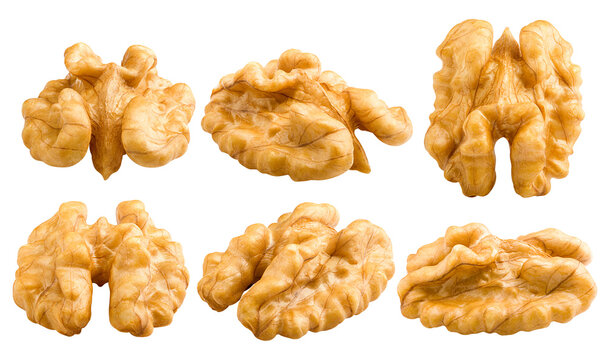 walnut, nut, isolated on white background, full depth of field