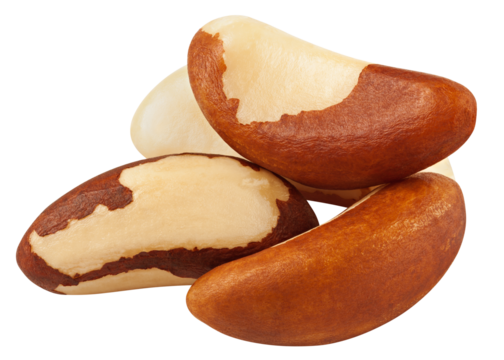 Brazil Nut isolated on white background, full depth of field