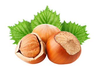 hazelnut isolated on white background, full depth of field