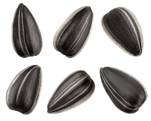 sunflower seed, isolated on white background, full depth of field