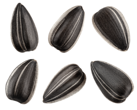 sunflower seed, isolated on white background, full depth of field