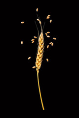 an ear of wheat on a black background