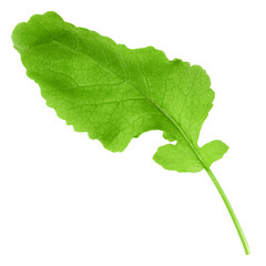Fototapeta premium radish Leaf, isolated on white background, full depth of field