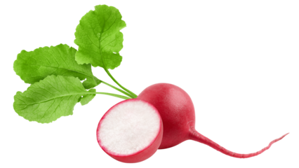 Radish isolated on white background, full depth of field