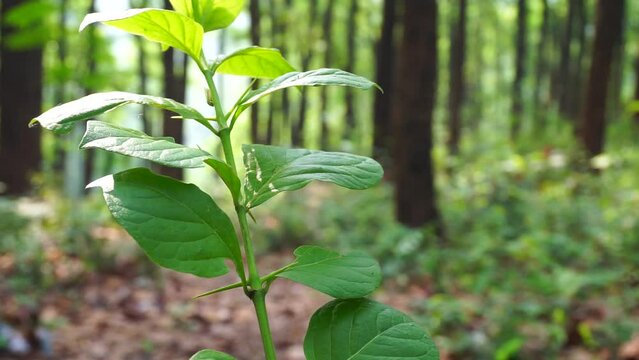 Kratom, Mitragyna speciosa plant leaves in an Indian forest with out of focus background.