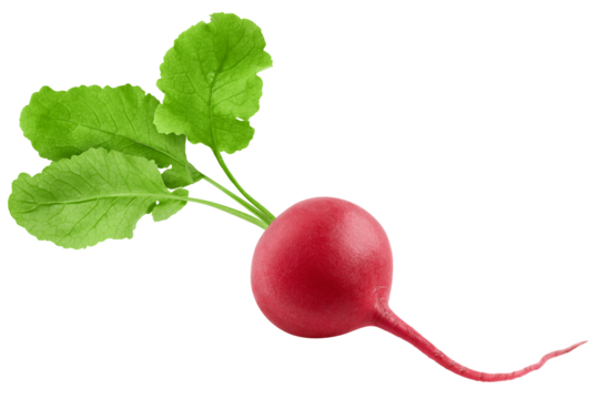 Radish isolated on white background, full depth of field