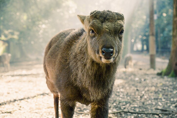 Fototapeta premium シカのボス