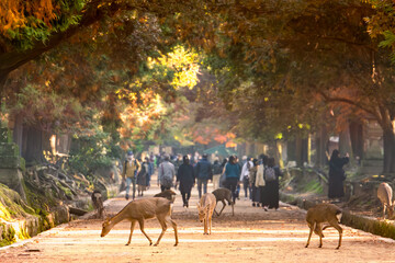 奈良公園の日常、秋の紅葉
