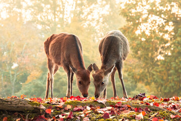紅葉と二匹の鹿、カラフルな落葉が綺麗な奈良公園