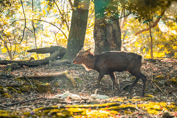 奈良公園、秋の紅葉とシカ