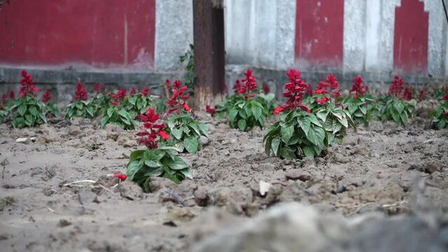 Salvia splendens, the scarlet sage plantation in an agricultural farm in India.