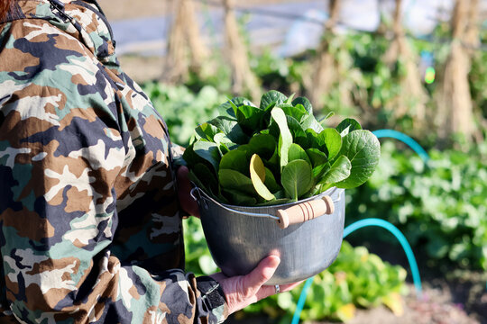 家庭菜園で野菜作りをする女性　農業女子　野菜を収穫する女性