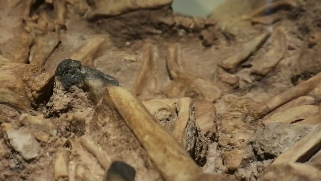 Fossilized remains of a cave man in a museum collection in Pacitan, Indonesia. close up shot.