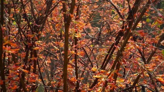 Orange flowers Blooming on a shrub of Fouquieria formosa. India.