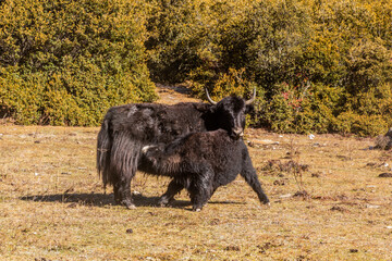Yaks in Haizi valley near Siguniang mountain in Sichuan province, China