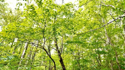 新緑の白神山地の森林の風景