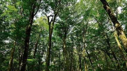 新緑の白神山地の森林の風景