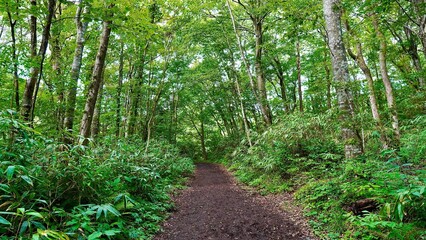 新緑の白神山地の森林の風景