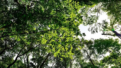 新緑の白神山地の森林の風景