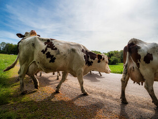 Beautiful red cows return from the pasture to the farm. Evening sun, beautiful nature.