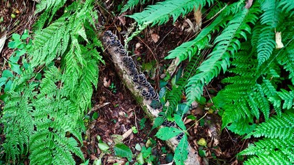 白神山地に生えているカワラタケ
