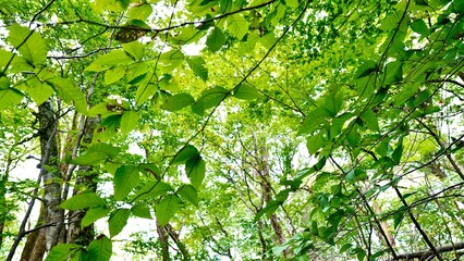新緑の白神山地の森林の風景