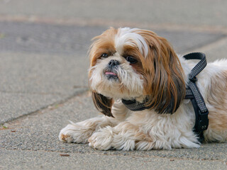 Portrait of an adorable Shih Tzu lying on the path