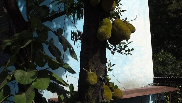 Close up of Jack fruits ( Artocarpus heterophyllus ) hanging on a tree. Dehradun City India. Jack tree, is a species of tree in the fig, mulberry, and breadfruit family.