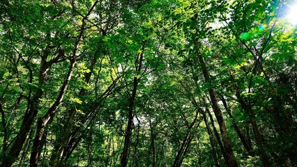 新緑の白神山地の森林の風景