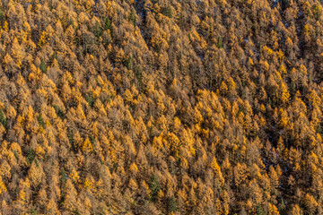 Colorful autumn trees in Haizi valley near Siguniang mountain in Sichuan province, China