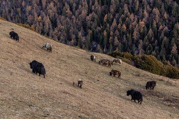 Yaks in Haizi valley near Siguniang mountain in Sichuan province, China