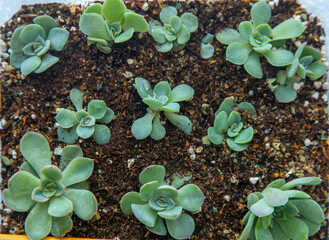 Grow Echeveria in a mini succulent garden. Green flower seedling. Succulent plant. Hobby...