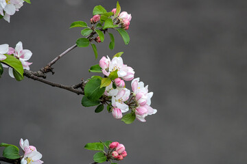 Apple Tree Flowers in Bloom 