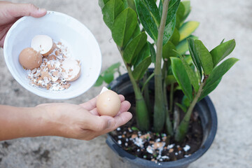 Hands hold egg shell, food scraps to fertilize plants. Concept, kitchen waste management, making...