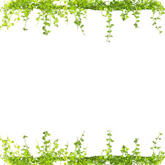 Obraz na płótnie Canvas green leaves frame