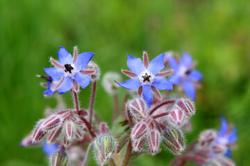 Borretsch, Gew&uuml;rz und Heilpflanze