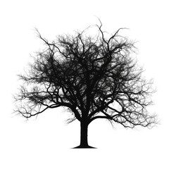 black tree isolated on white