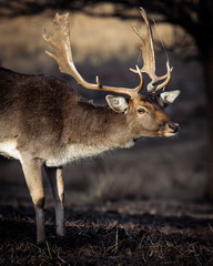 Hirsch im Abendlicht