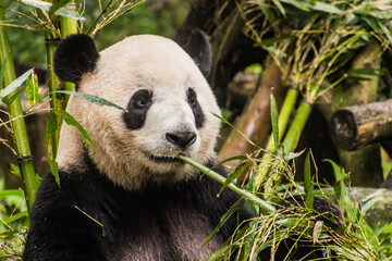 Fototapeta na wymiar Giant Panda (Ailuropoda melanoleuca) eating bamboo at the Giant Panda Breeding Research Base in Chengdu, China