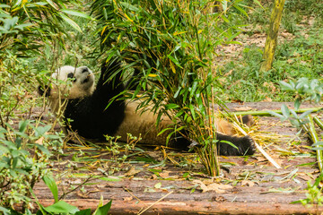 Giant Panda (Ailuropoda melanoleuca) at the Giant Panda Breeding Research Base in Chengdu, China