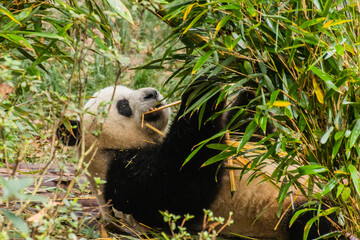 Giant Panda (Ailuropoda melanoleuca) eating bamboo at the Giant Panda Breeding Research Base in...