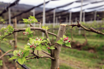 Buds of a blossoming apple tree on a plantation on the hills in Austrian Styria