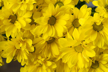 Yellow chrysanthemum flowers. Flower close-up. Floral background.
