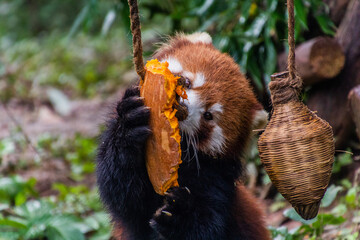 Red panda (Ailurus fulgens) eating a pumpkin at the Giant Panda Breeding Research Base in Chengdu,...
