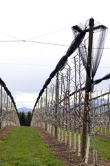 Covering hail protection net over rows of apple trees on plantation on the hills in Austrian Styria