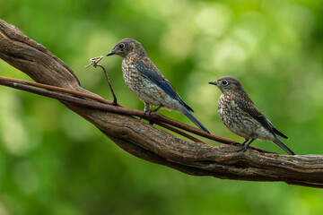 Juvenile Eastern bluebirds