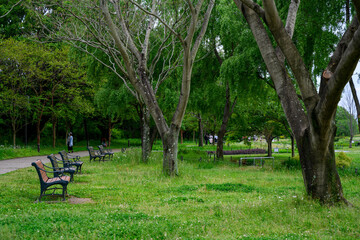 広々とした公園に並ぶ木々とベンチの間を人が散策している