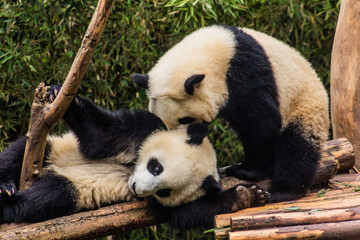 Fototapeta na wymiar Two Giant Pandas (Ailuropoda melanoleuca) playing together at the Giant Panda Breeding Research Base in Chengdu, China