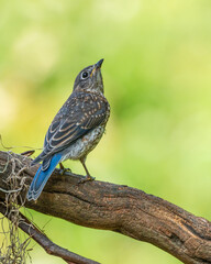 Juvenile Eastern bluebird